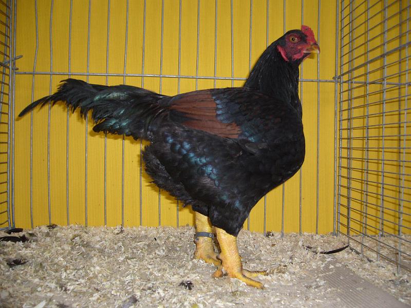 Hannover 2008 309.jpg - Indische Kämpfer fasanenbraun von Siegmar Fellenberg Preis V 97 BB